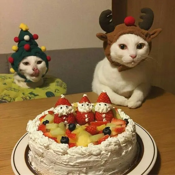 Avatar Christmas Cat đáng yêu, trang cá nhân được làm mới.