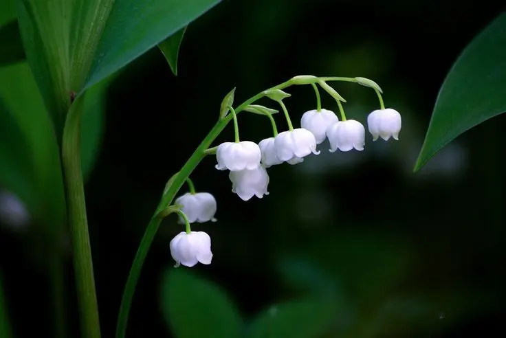 Màu hoa lan nhẹ nhàng ở giữa không gian