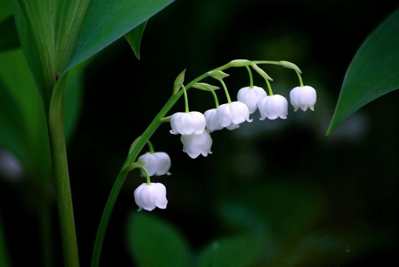 Mỗi cánh hoa hoa lan trắng toát lên một cái nhìn nhẹ nhàng