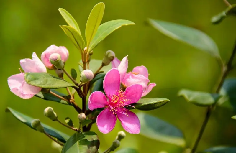 Hoa sim màu tím nhẹ nhàng tô điểm cho bản chất nguyên sơ