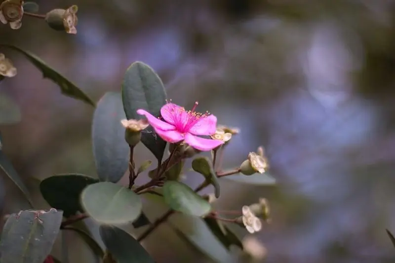 SIM Flower Forest nở hoa để tạo ra một khung cảnh đẹp