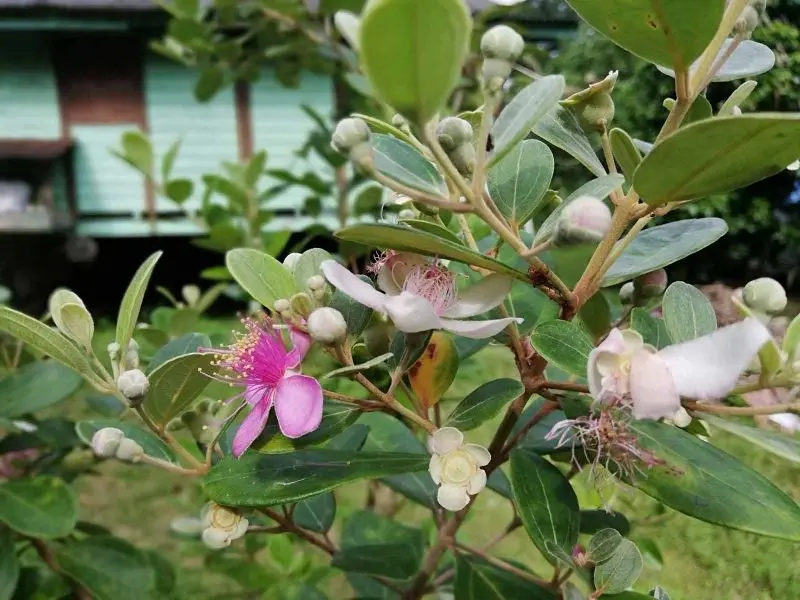 Phong cảnh đẹp trong hình ảnh của Sim Blooms