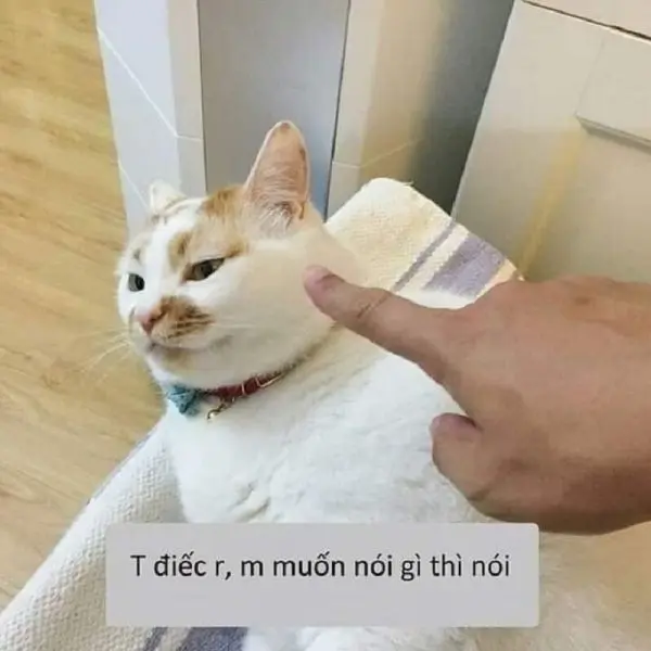 Meme cực kỳ hài hước