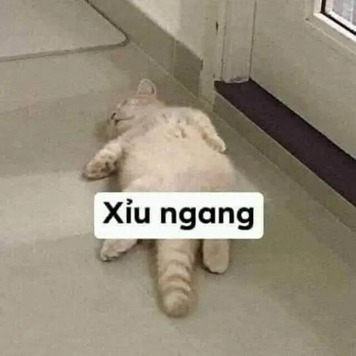 Meme hài hước bất lực làm bạn cười