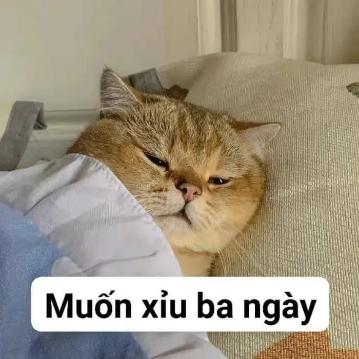 Meme bất lực vui nhộn và hài hước để giúp bạn thư giãn