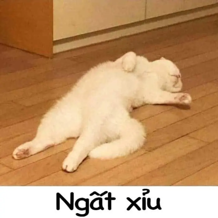 Meme bất lực hài hước khiến bạn cười liên tục