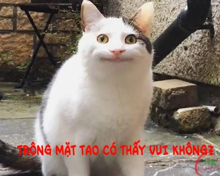 Meme bất lực hài hước khiến bạn cười