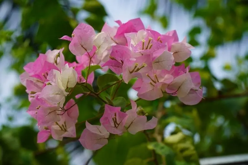 Sự kết hợp hài hòa của Sakura Confetti