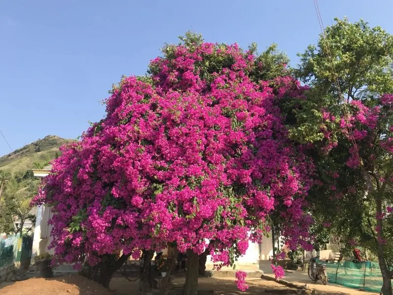 Hàng rào hoa Hue lung linh