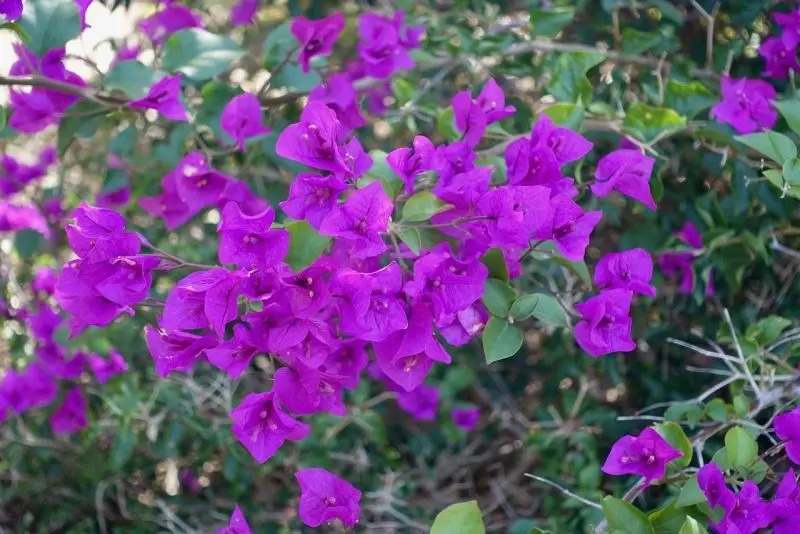 Hue Purple Confetti nở quanh năm