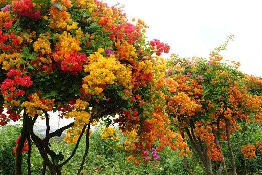 Confetti tươi đầy màu sắc trong ánh nắng ban đầu