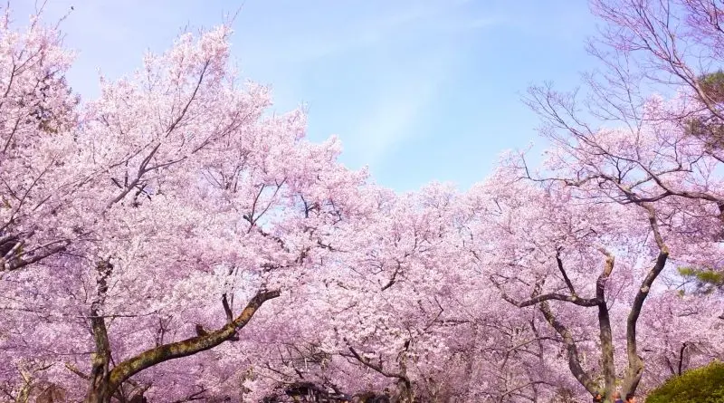 Sakura Confetti nở rộ