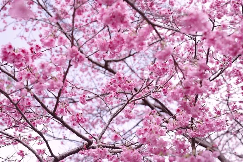 Màu hồng nhẹ nhàng của Sakura Confetti