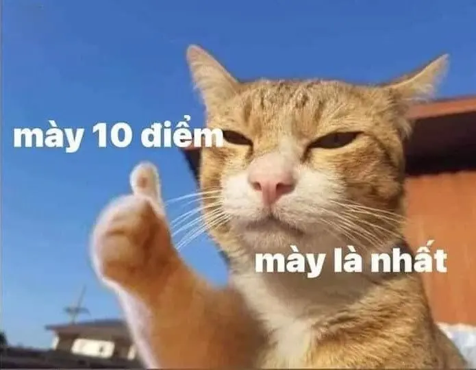 10 điểm meme mang lại niềm vui