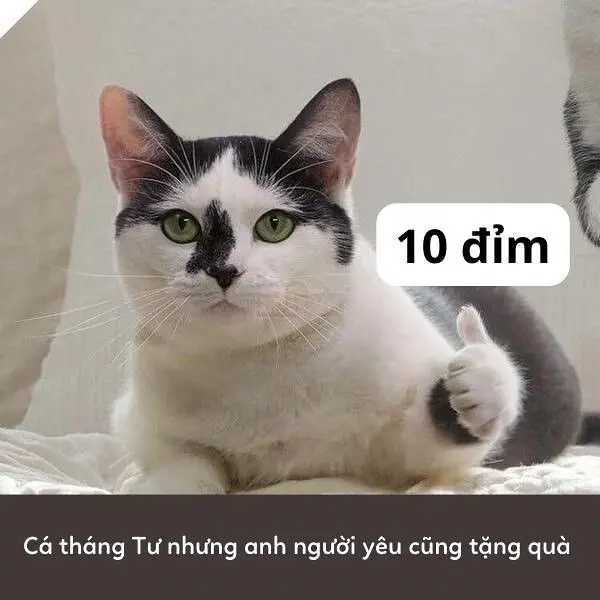 10 meme thú vị với nhiều biểu thức