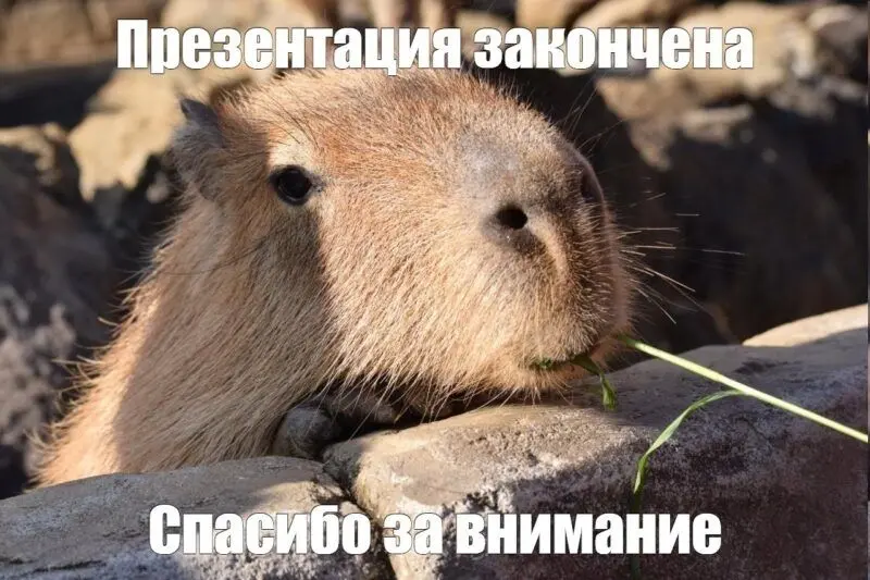 Meme capybara vui nhộn và hài hước