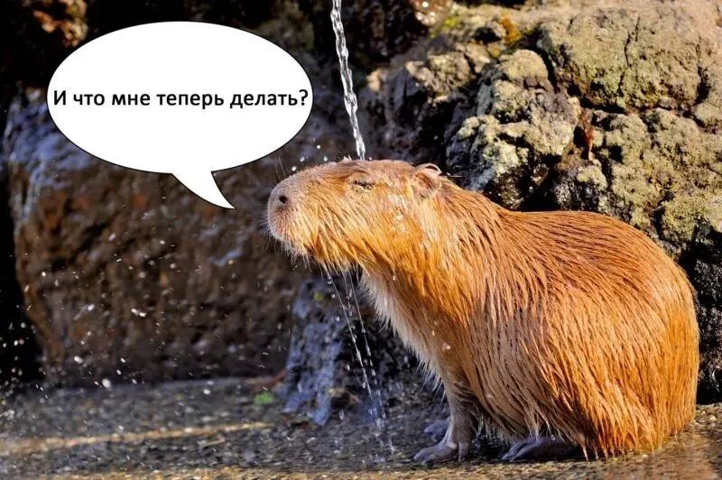 Meme capybara cảm thấy hạnh phúc