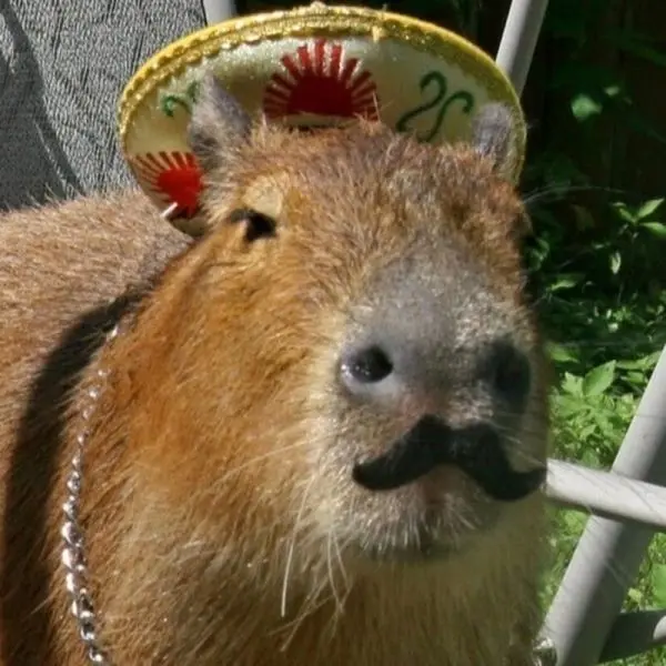 Meme capybara và biểu hiện hài hước