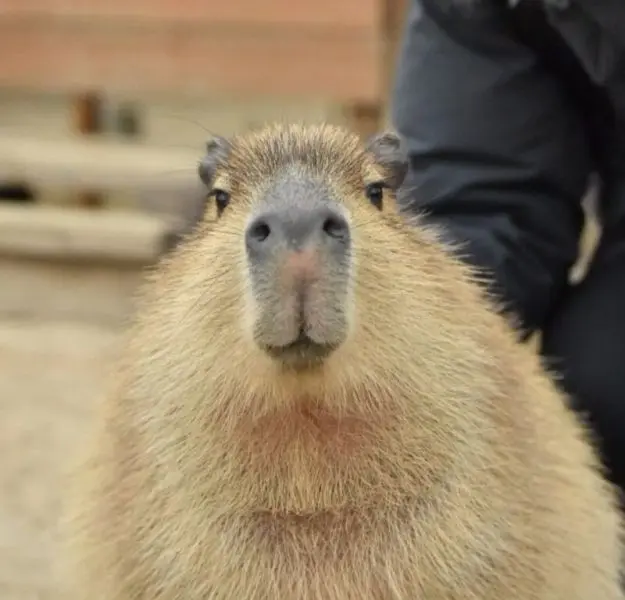 Meme capybara làm mọi người cười