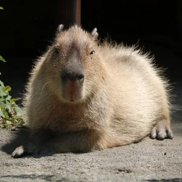 Meme capybara làm cho niềm vui