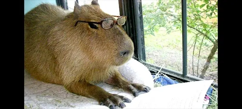 Meme Capybara làm tiếng cười cho người xem