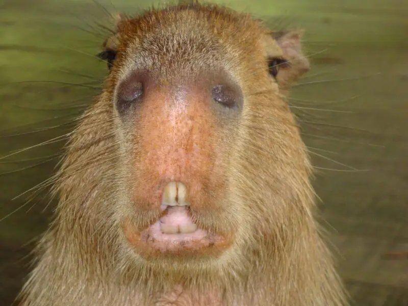 Meme capybara với đôi mắt hài hước