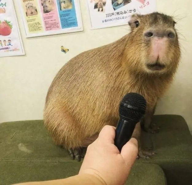 Meme capybara làm cho người xem cười