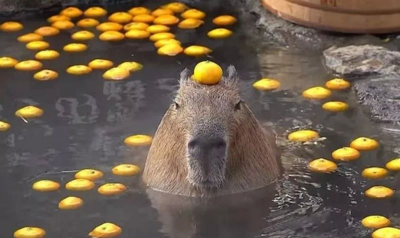 Meme capybara làm mọi người cười