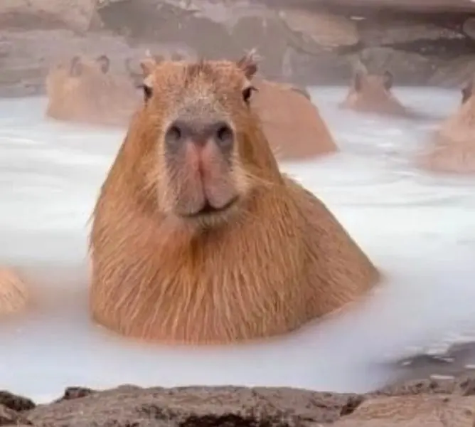 Meme capybara mang lại niềm vui