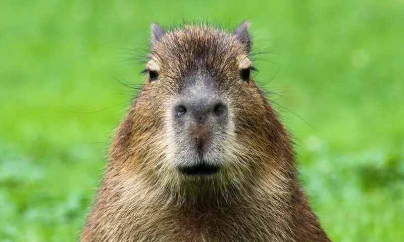 Meme capybara trong một khoảnh khắc vui nhộn