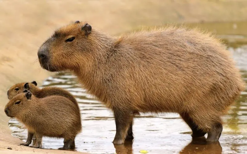 Meme capybara và câu nói hài hước