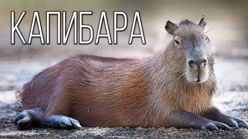 Meme capybara cảm thấy thoải mái