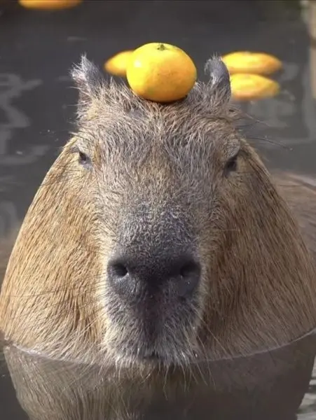 Meme capybara với biểu cảm vui nhộn