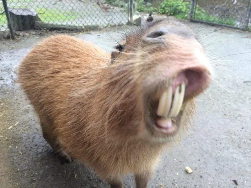 Meme capybara và một khoảnh khắc dễ thương