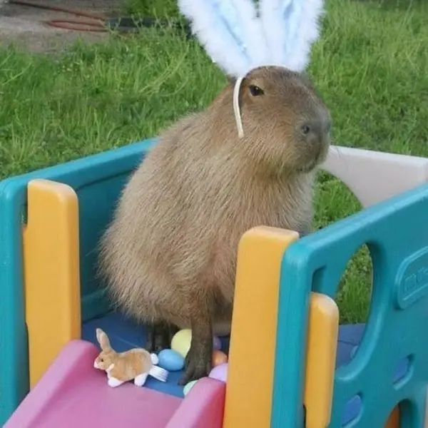 Meme capybara và khuôn mặt đáng yêu