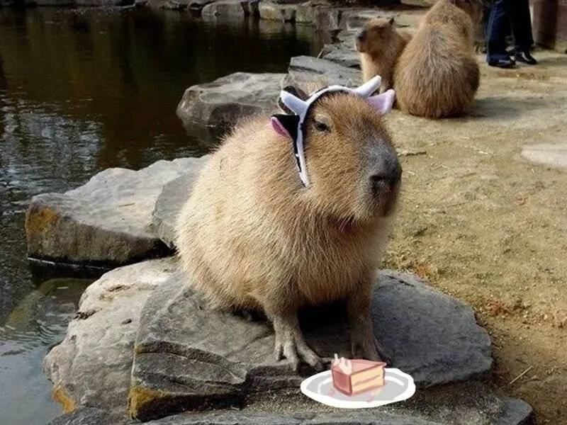 Meme capybara làm cười