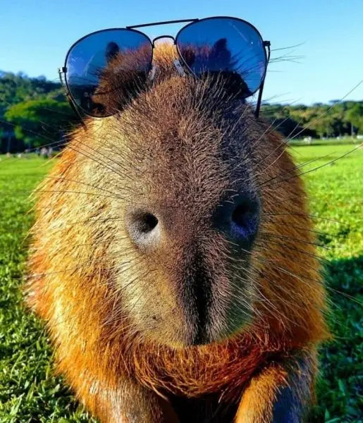 Meme capybara với đôi mắt hài hước