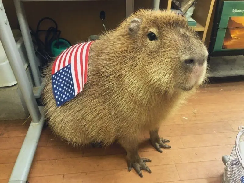 Meme capybara trong một khoảnh khắc vui vẻ