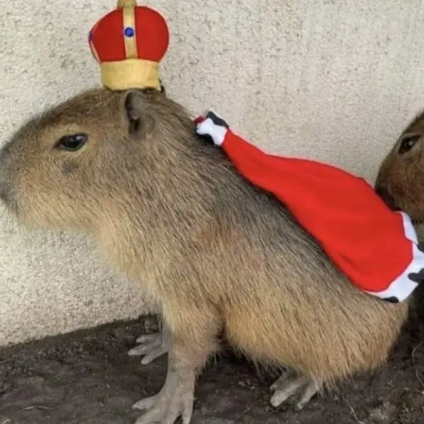 Meme capybara làm cho mọi người phấn khích