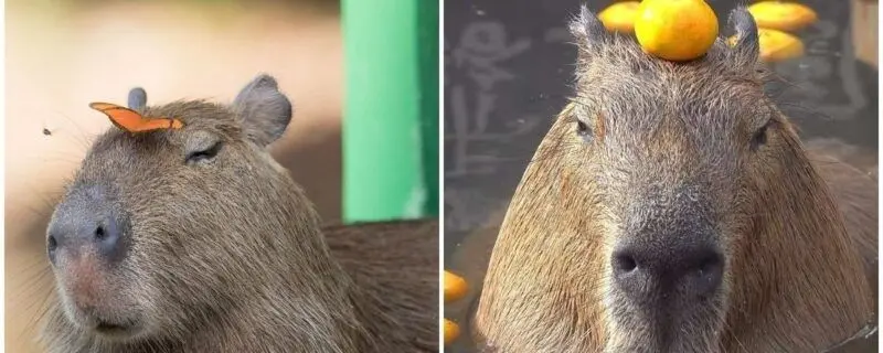 Meme Capybara mang đến tiếng cười dí dỏm