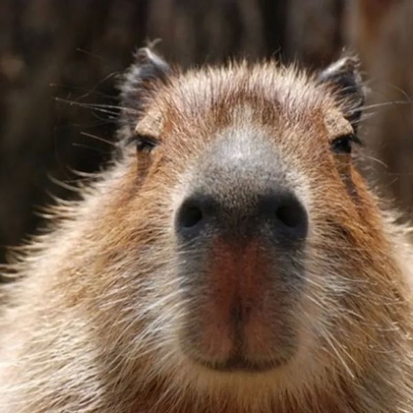 Meme Capybara mang lại niềm vui cho người xem