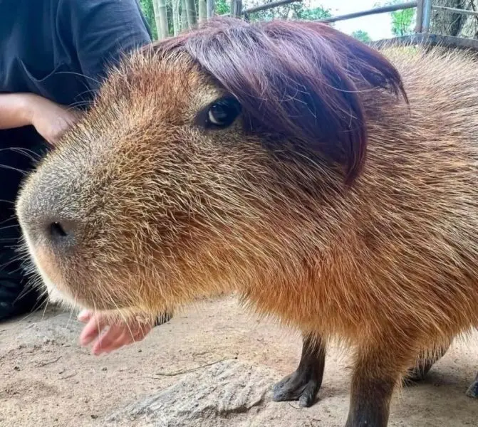 Meme Capybara mang đến tiếng cười hào hứng