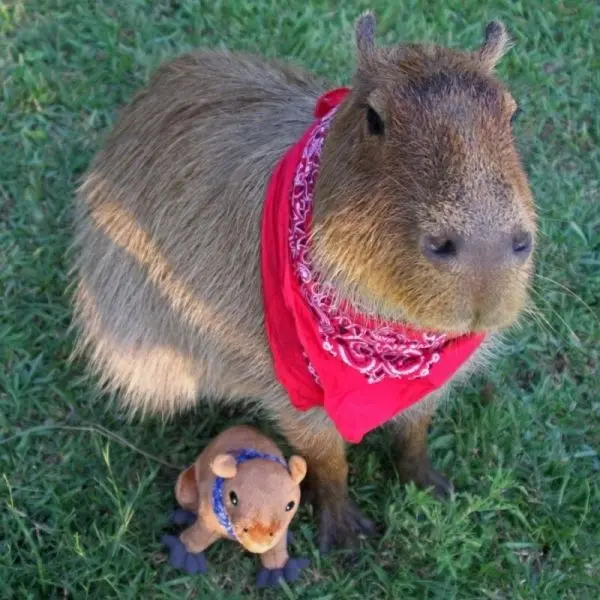 Meme capybara và khuôn mặt hài hước