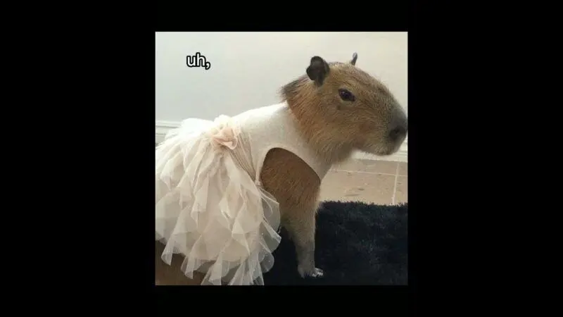 Meme capybara và những khoảnh khắc đáng yêu