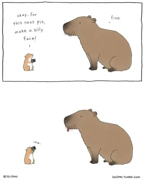 Meme capybara với đôi mắt đáng yêu