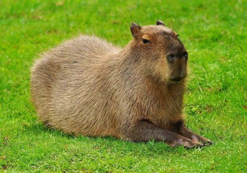 Meme vui nhộn capybara làm cho mọi người cười