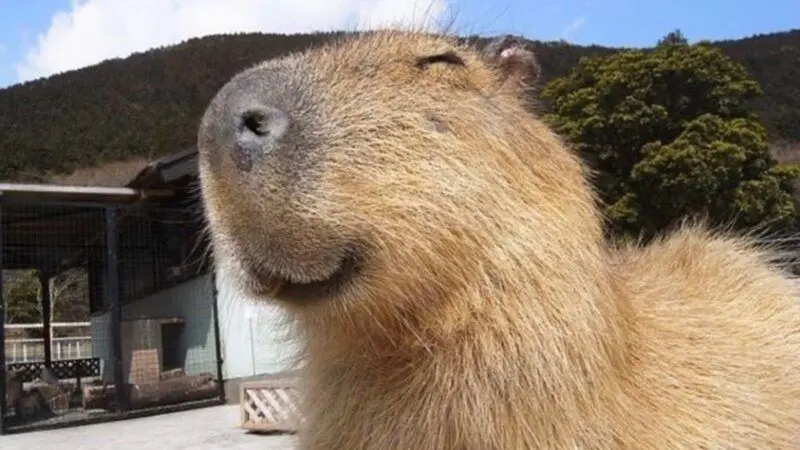 Meme capybara và câu nói hài hước