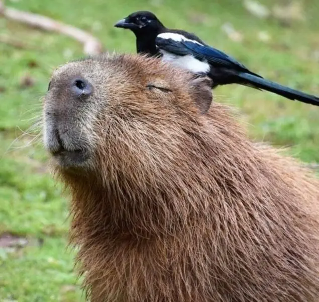 Meme capybara với khuôn mặt đáng yêu