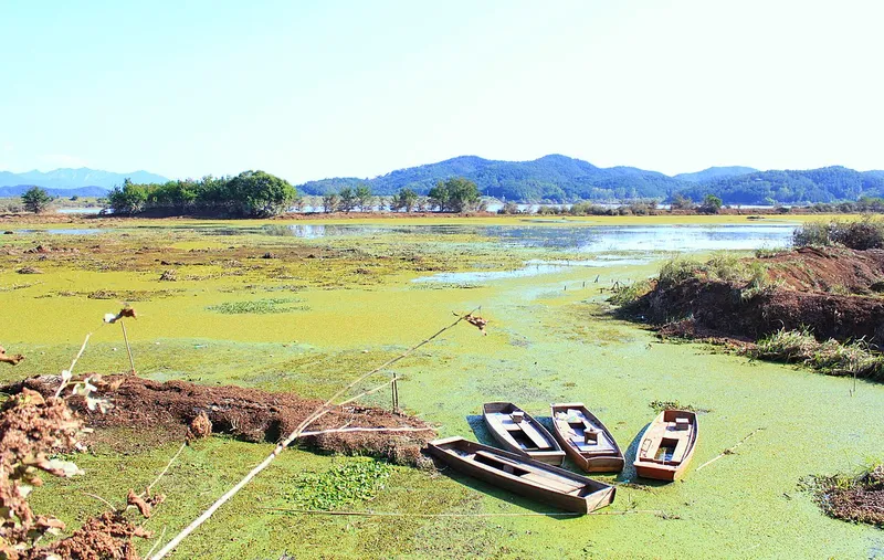 Nước đầm lầy nổi bật với màu xanh của thực vật và nước.