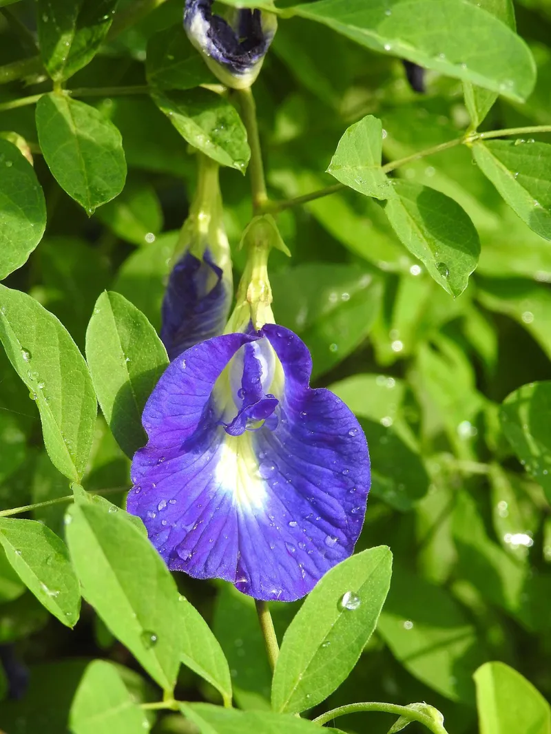 Cánh hoa mềm